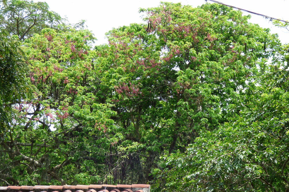 Rosa Regenbaum (Cassia grandis)