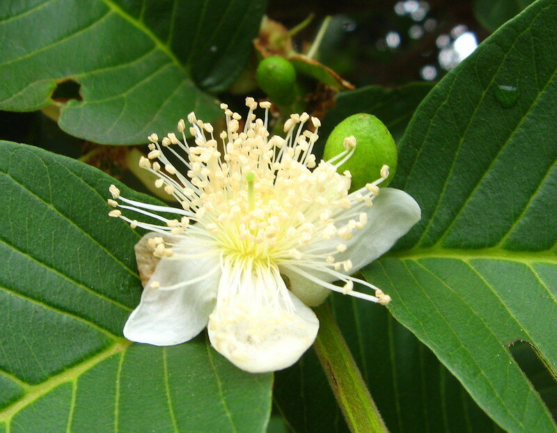 Guave (Psidium guajava)