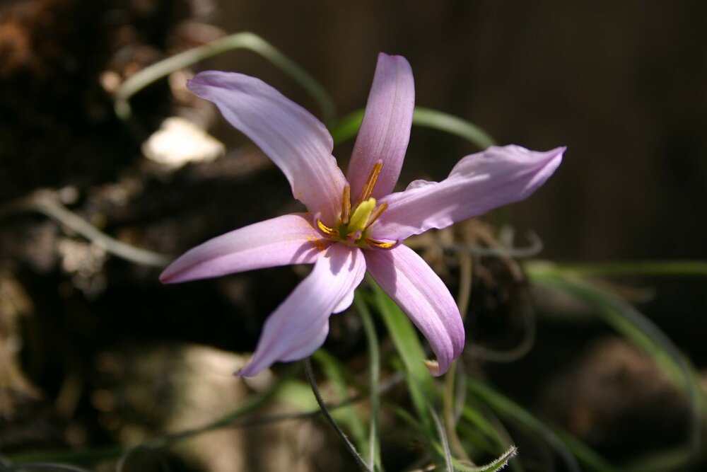 Schwarze Lilie (Xerophyta retinervis)