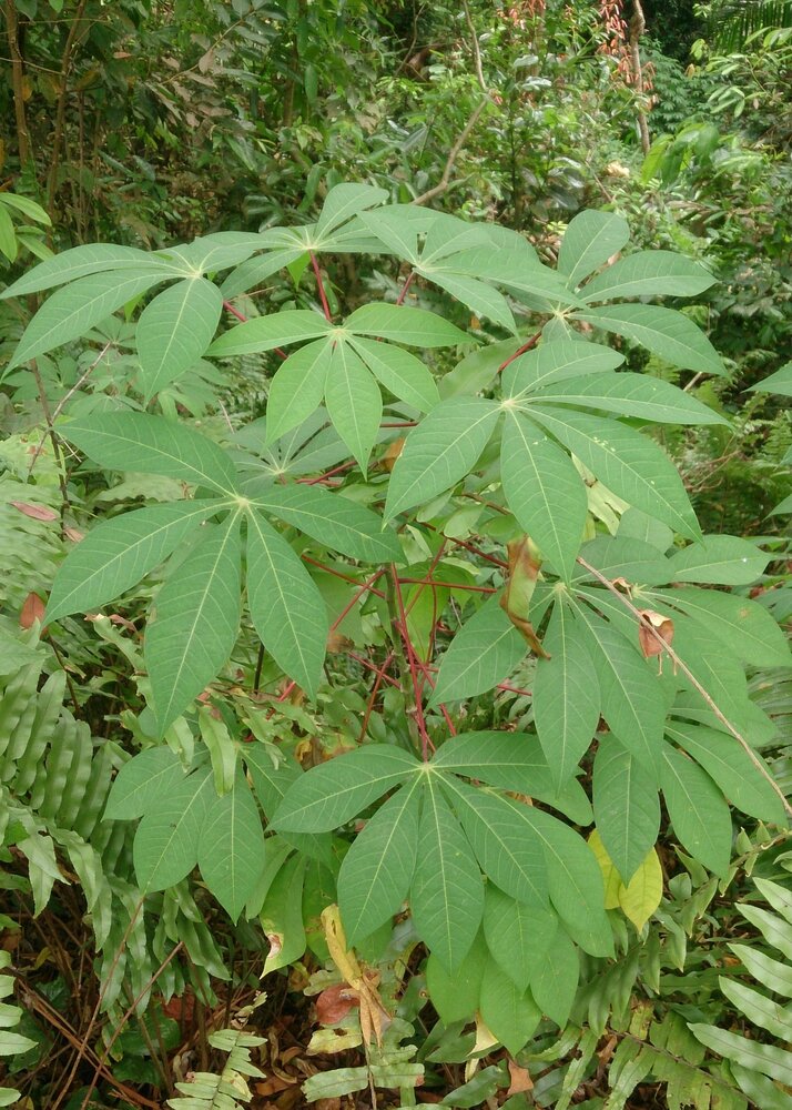 Maniok (Manihot esculenta)