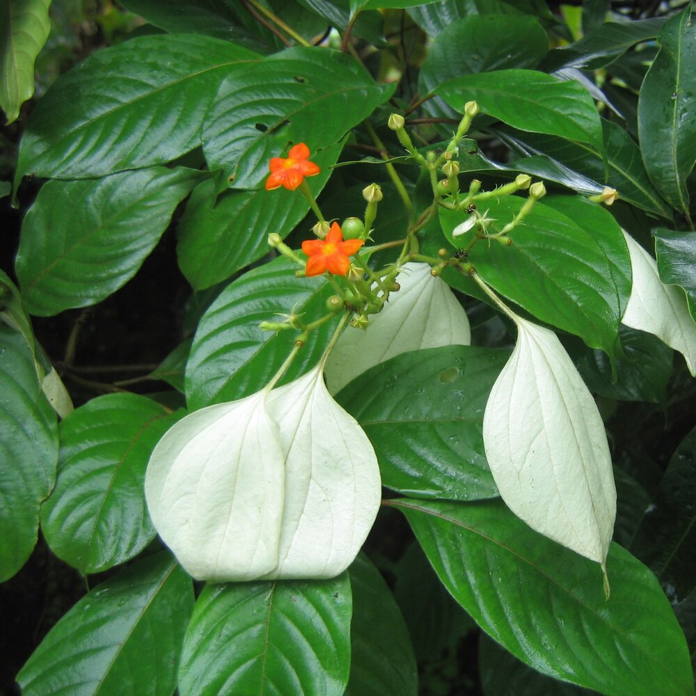 Flaggenstrauch (Mussaenda frondosa)