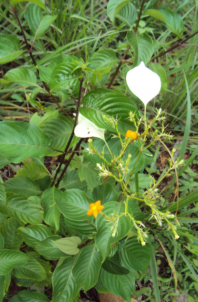 Flaggenstrauch (Mussaenda frondosa)