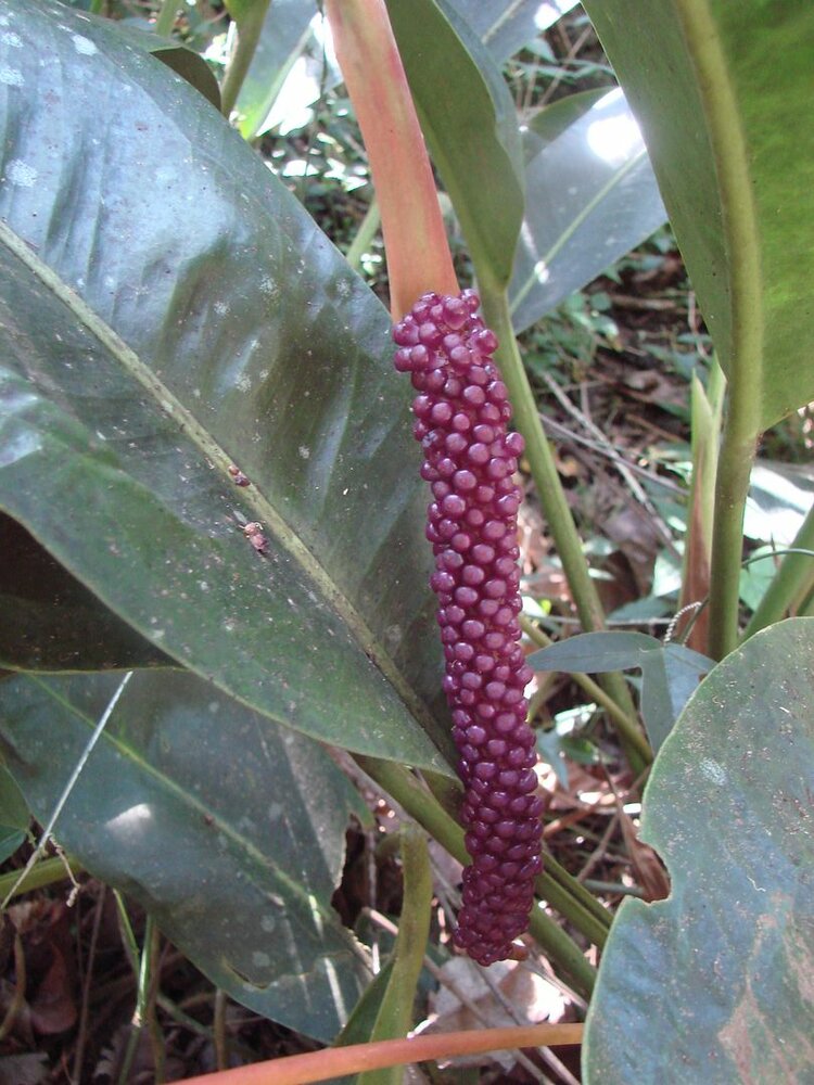 Anthurium (Anthurium willdenowii)