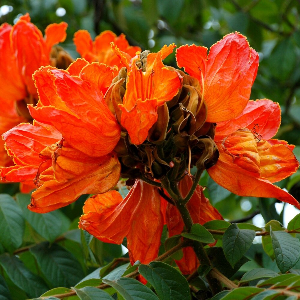 Afrikanischer Tulpenbaum (Spathodea campanulata)