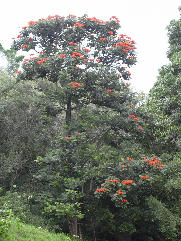Afrikanischer Tulpenbaum (Spathodea campanulata)
