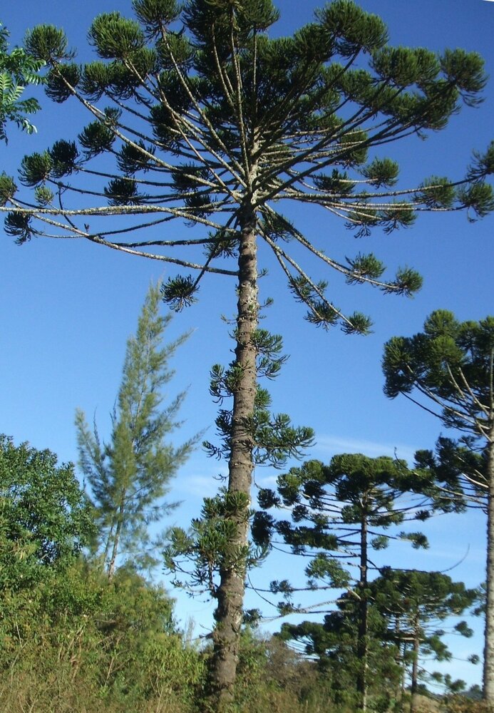 Paran&aacute;-Kiefer (Araucaria angustifolia)