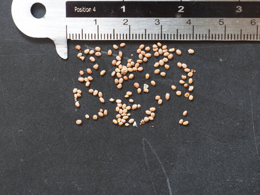 Silberrebe-Kiwi (Actinidia polygama)