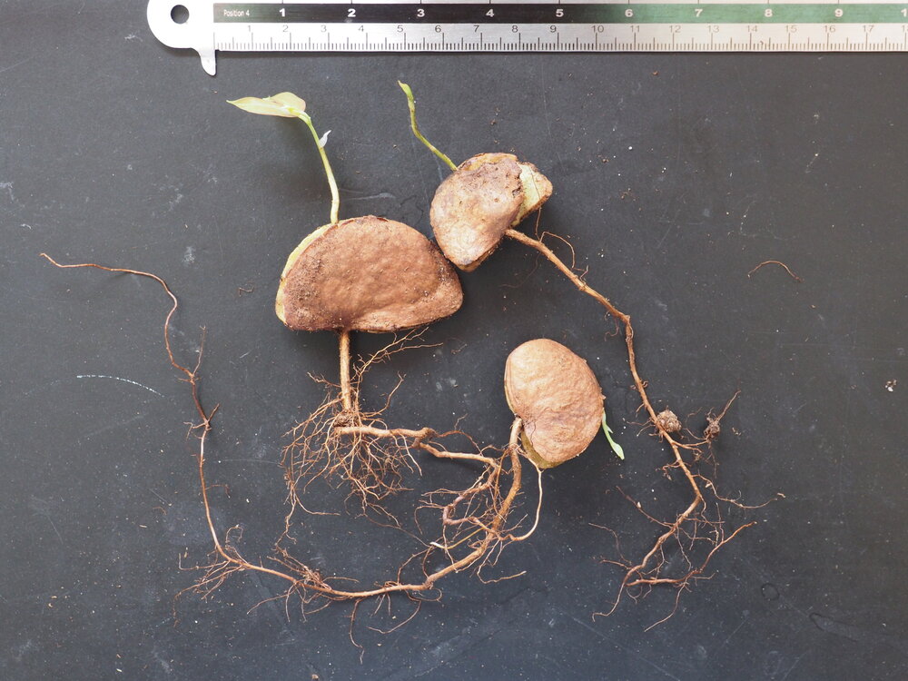 Nam-nam (Cynometra cauliflora)