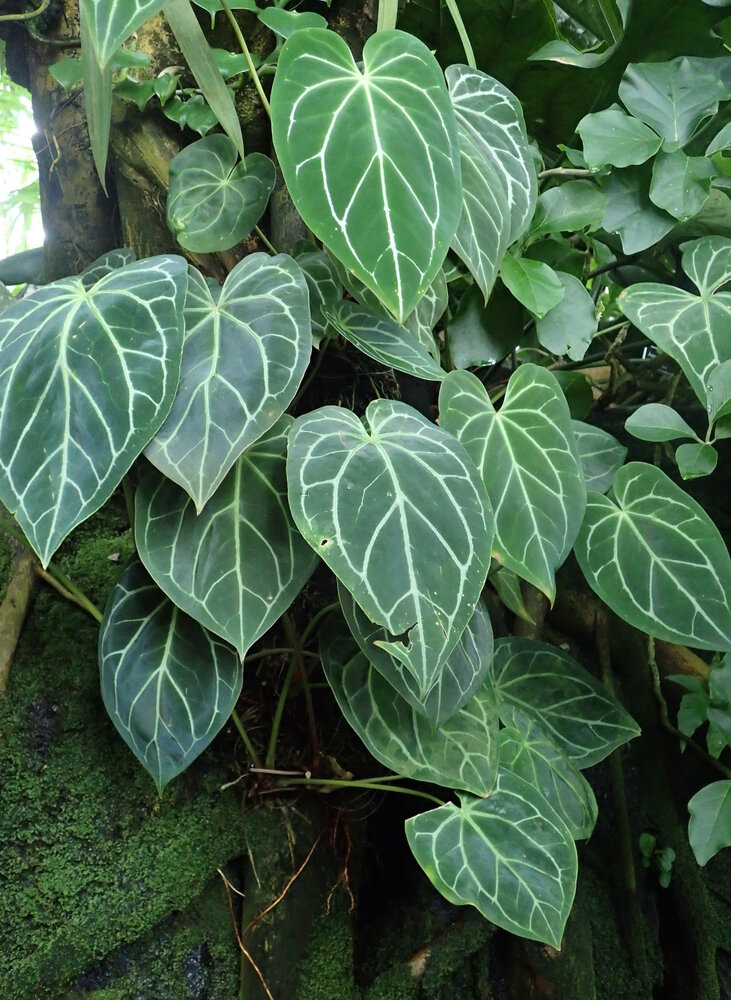 Anthurium (Anthurium magnificum)