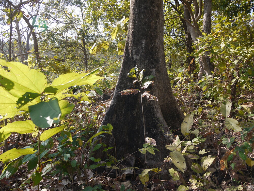 Baheda (Terminalia bellirica)