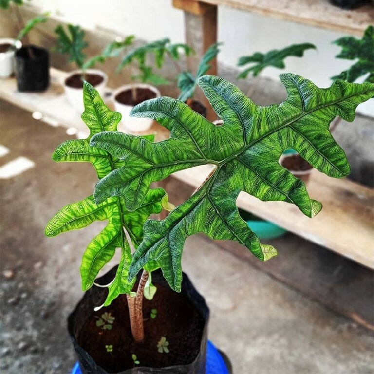 Alocasia (Alocasia sp. 'Tandurusa')