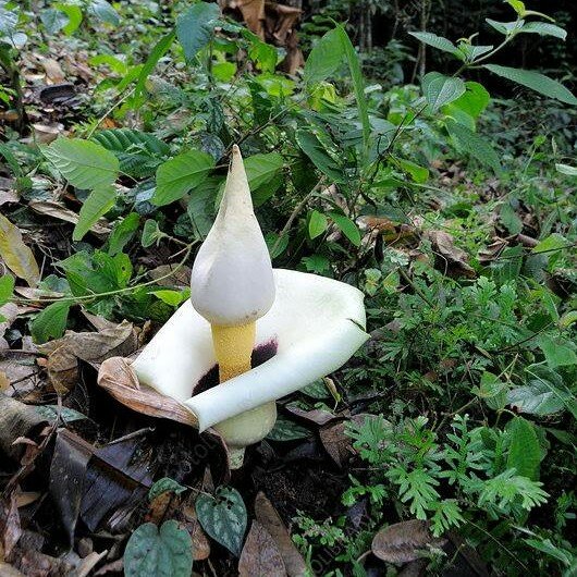Aronstab (Amorphophallus prainii)