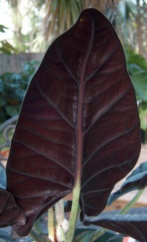 Alocasia (Alocasia reginae)