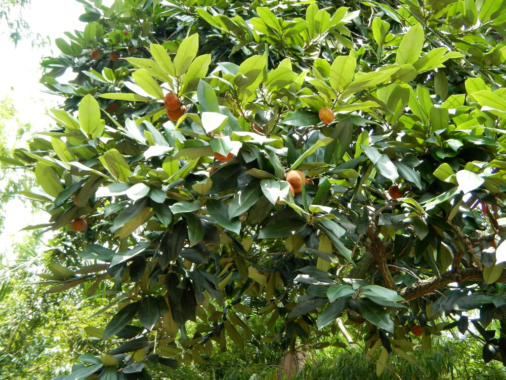 Samtapfel (Diospyros blancoi)