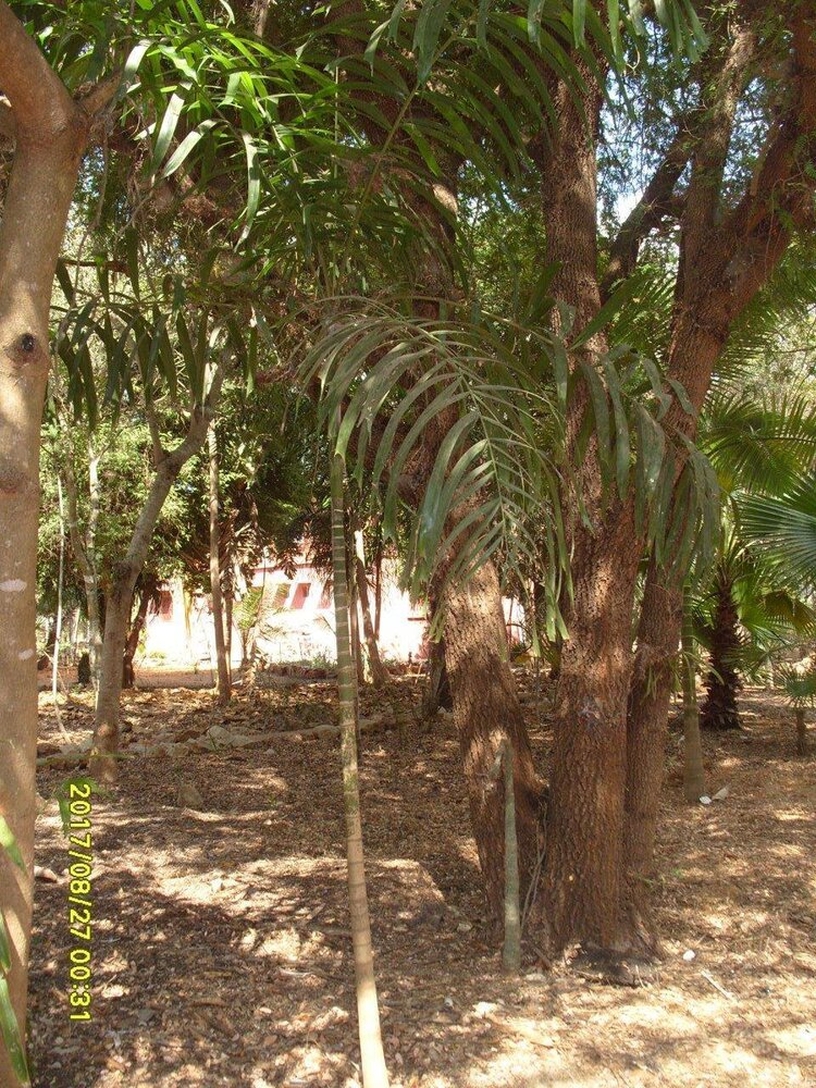 Sandpalme (Dypsis arenarum)