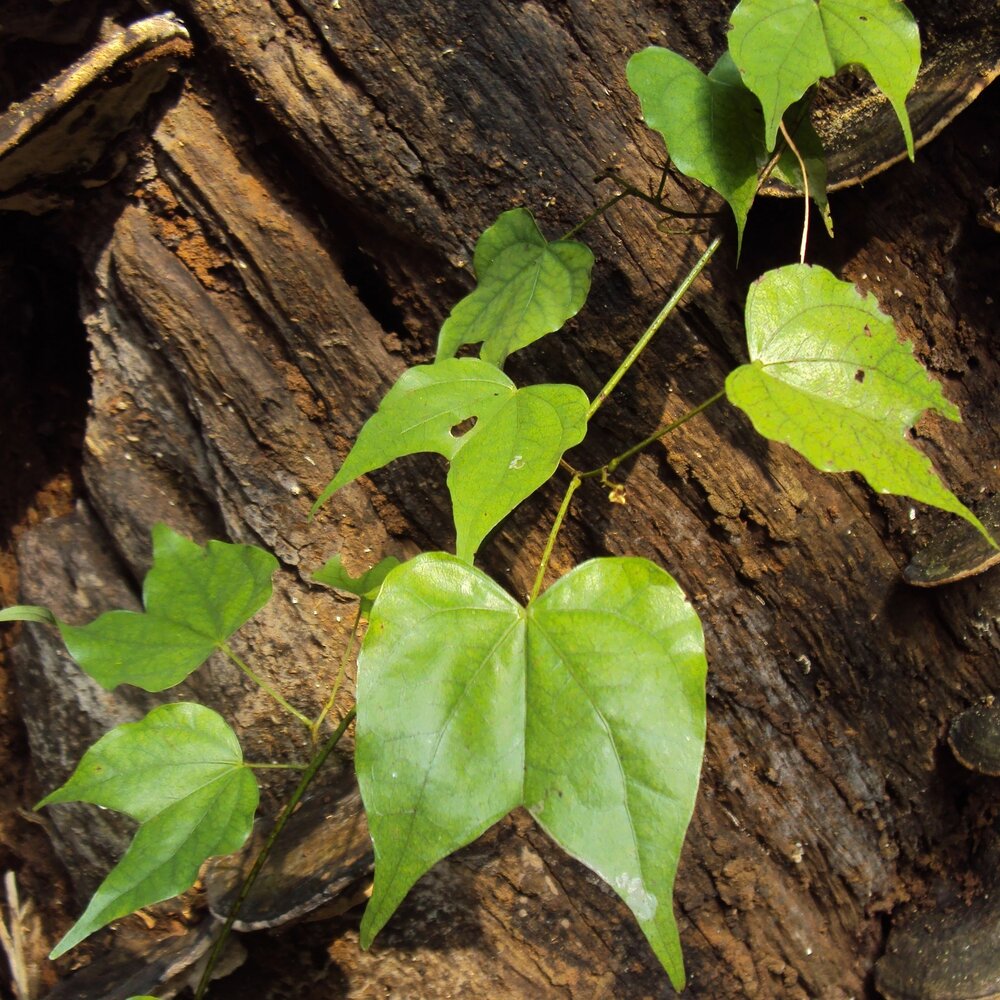 Kletternder Orchideenbaum (Lasiobema scandens)