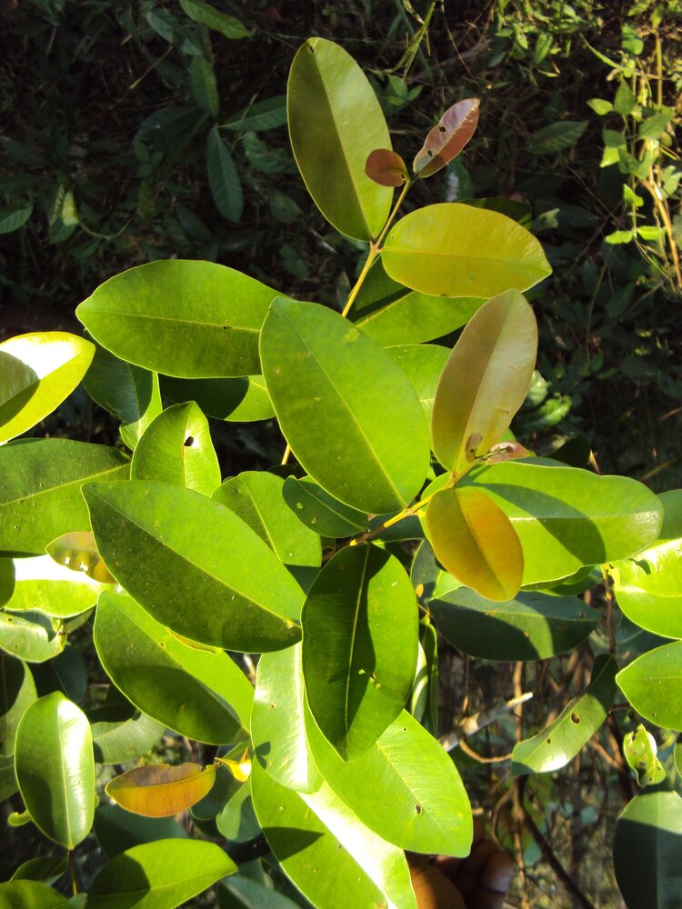 S&uuml;dindische Pflaume (Syzygium caryophyllatum)