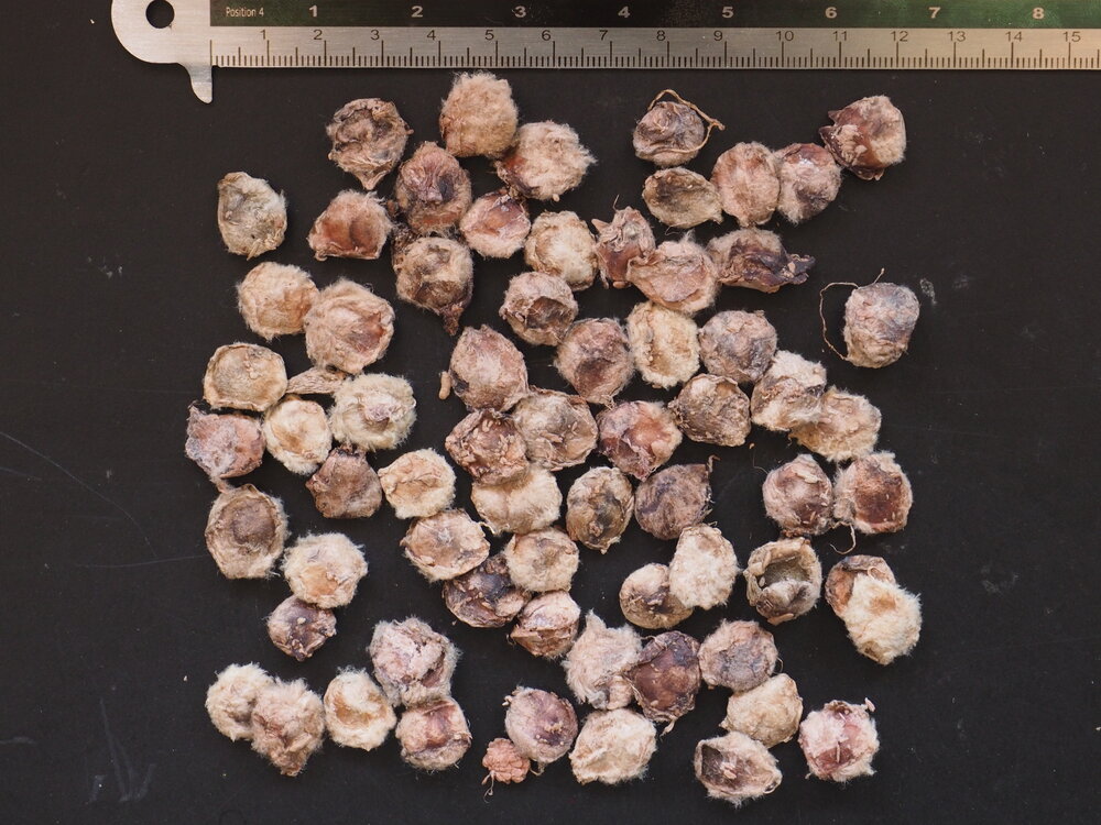 Kanonenballbaum (Couroupita guianensis)