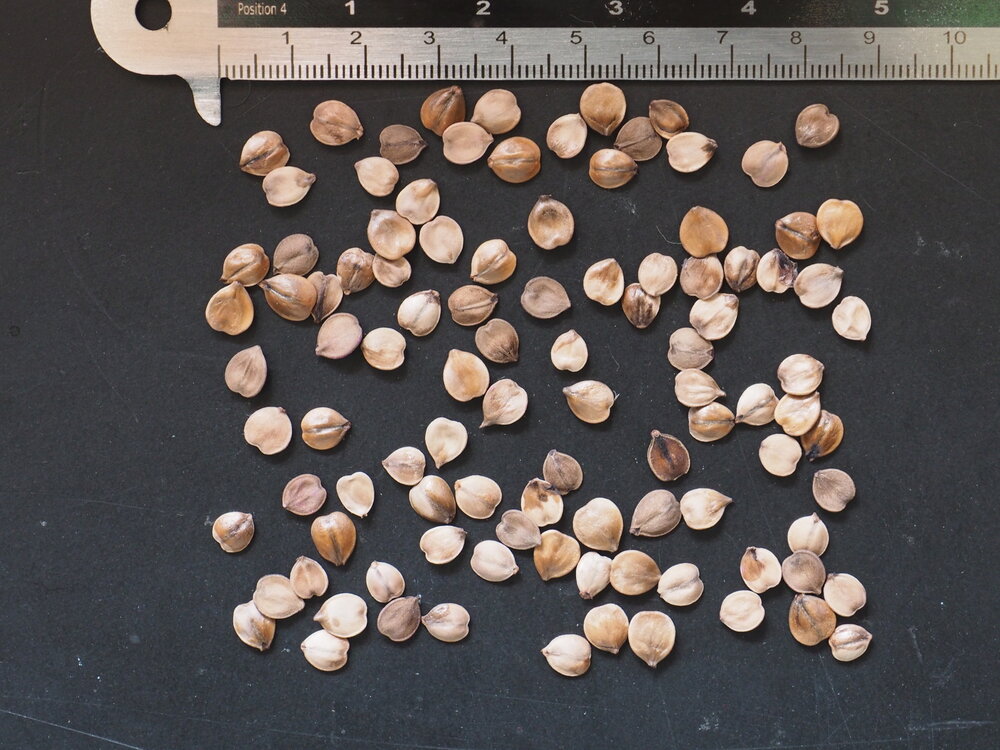 Kalebassenbaum (Crescentia cujete)