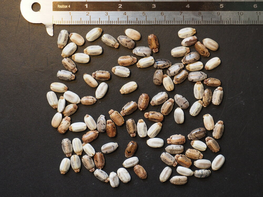 Maniok (Manihot esculenta)