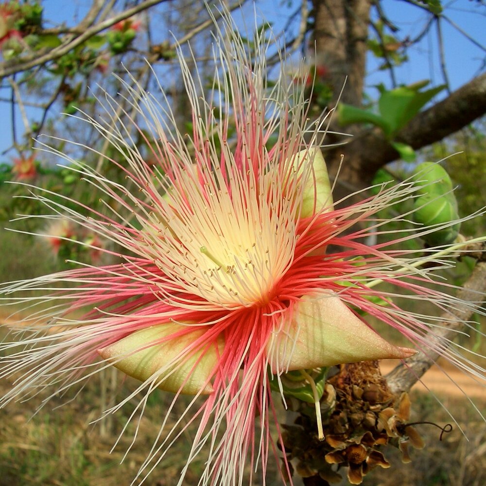 Kumbhi-Baum (Careya arborea)