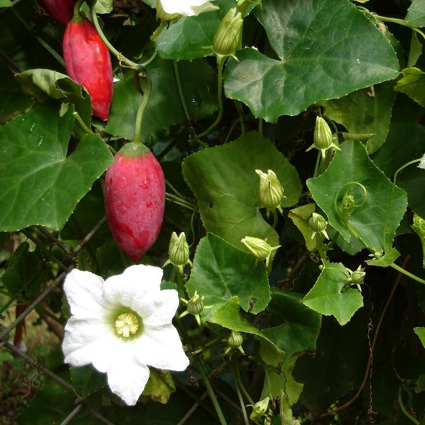 Tindola (Coccinia grandis)