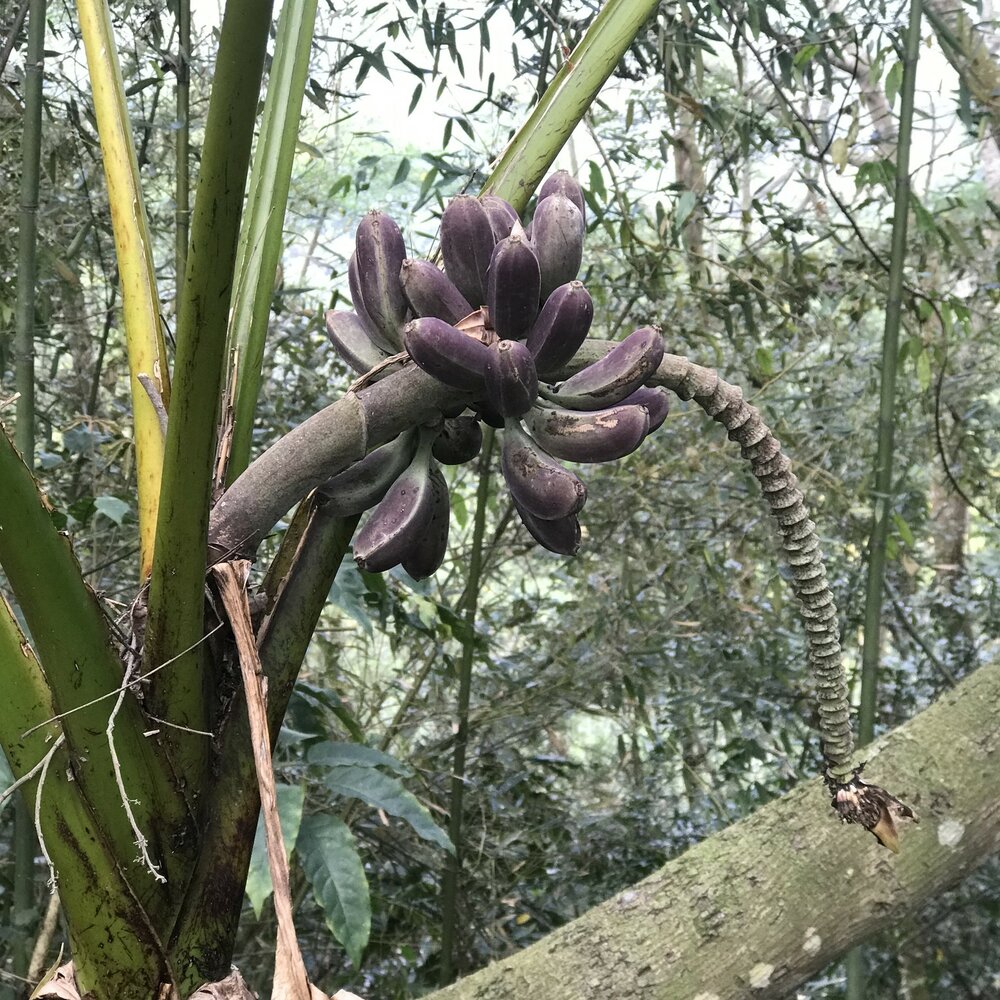 Taiwanesische Banane (Musa itinerans var. formosana)