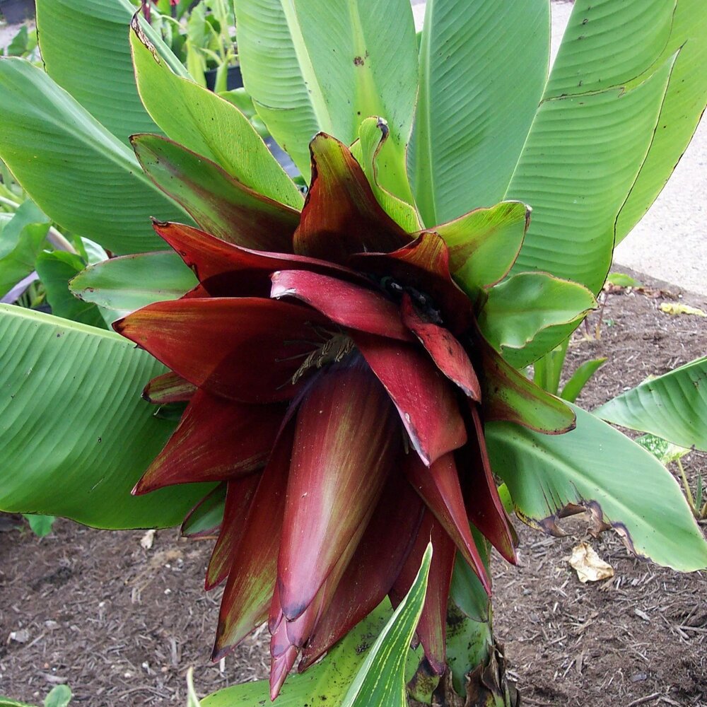Kluay Pa-Banane (Ensete sp. 'Kluay Pa')