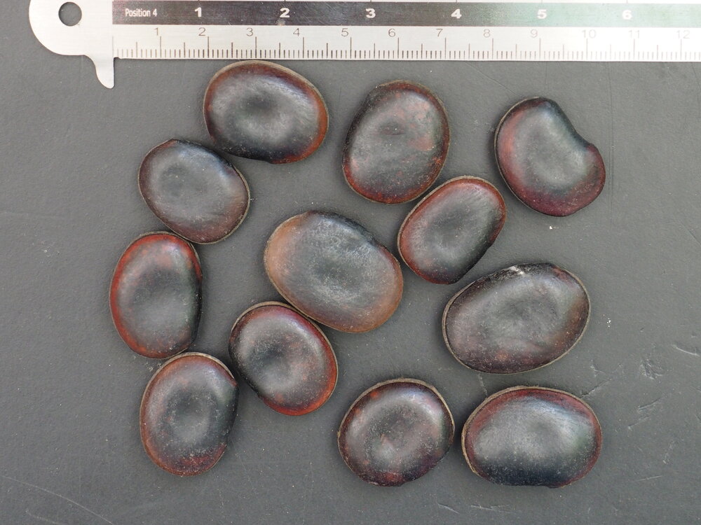 Saba Ling (Mucuna macrocarpa)