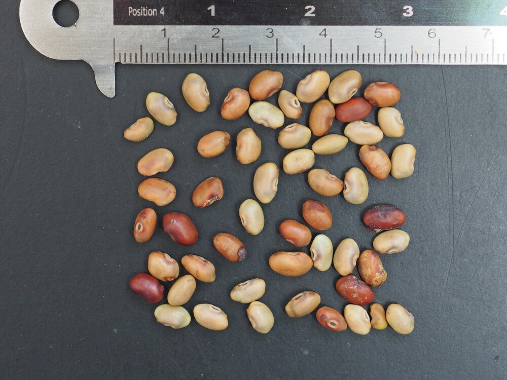 Rote Sesbania (Sesbania tripetii)