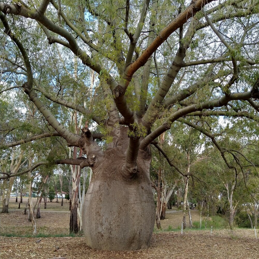 Flaschenbaum (Brachychiton rupestris)