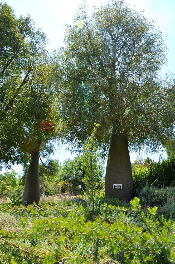 Flaschenbaum (Brachychiton rupestris)