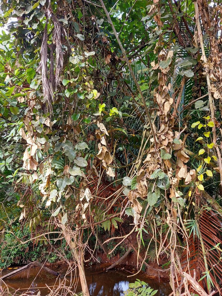 Nanas batu (Phytocrene bracteata)