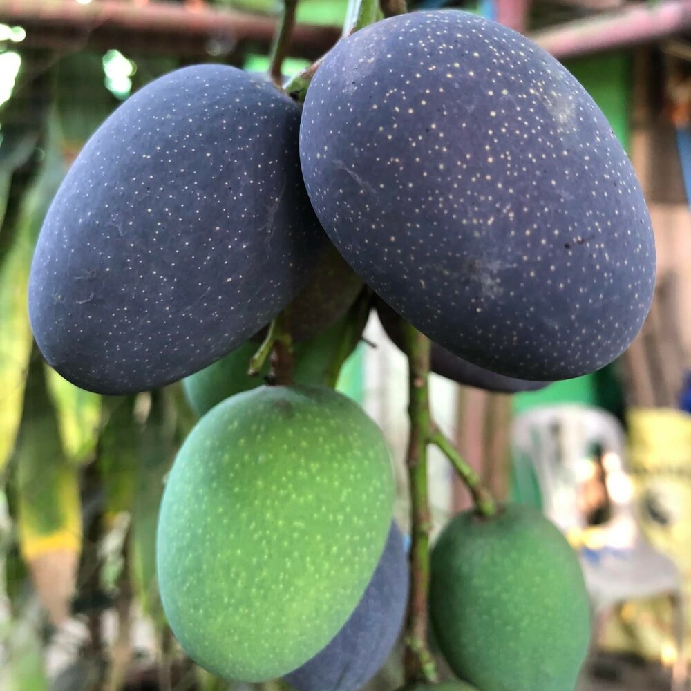 Kasturi-Mango (Mangifera casturi)