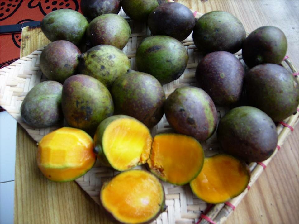 Kasturi-Mango (Mangifera casturi)