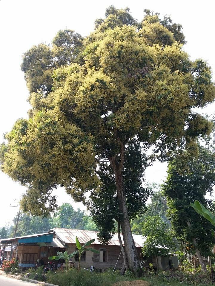Kasturi-Mango (Mangifera casturi)