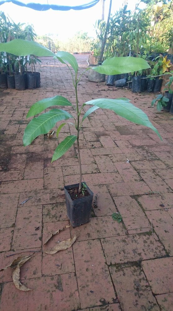 Kasturi-Mango (Mangifera casturi)