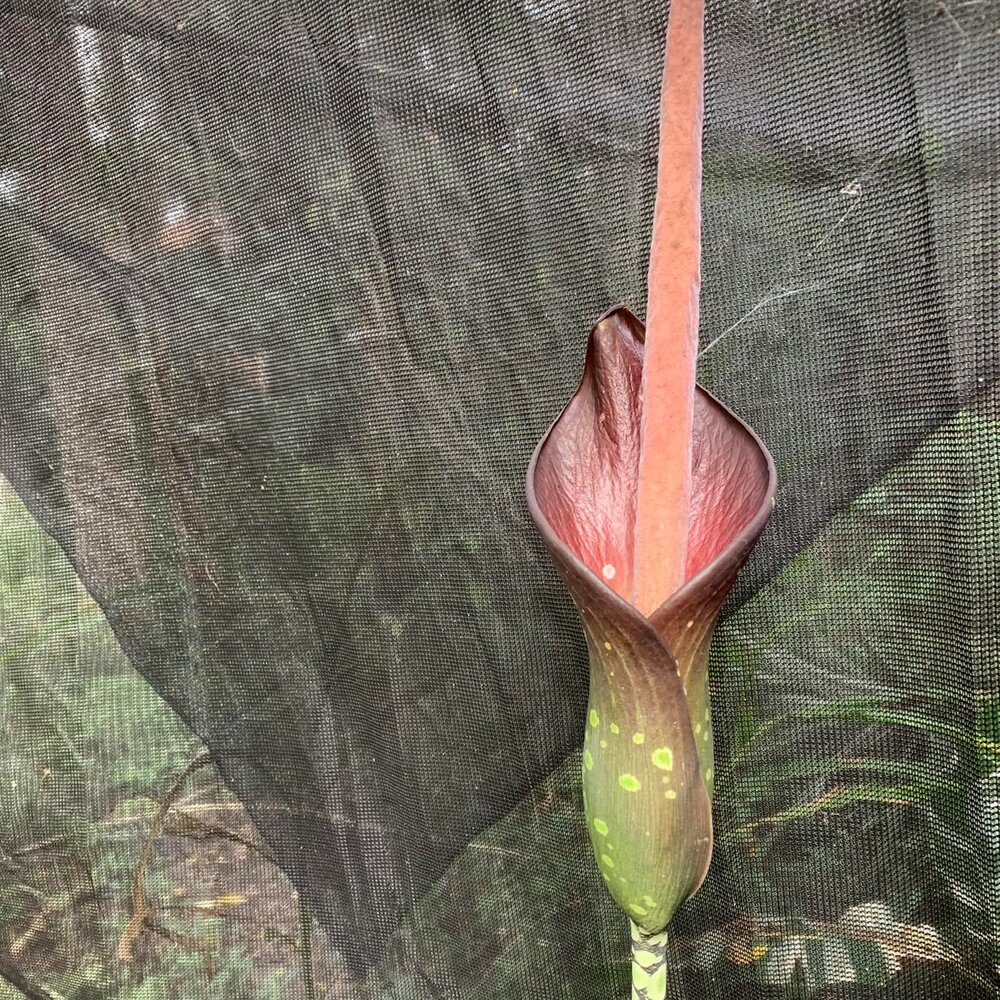 Aronstab (Amorphophallus borneensis)