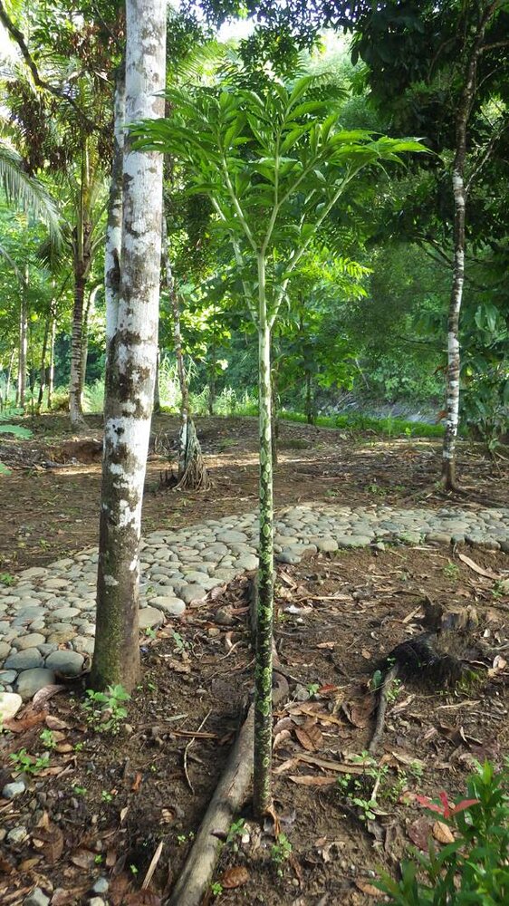 Aronstab (Amorphophallus borneensis)