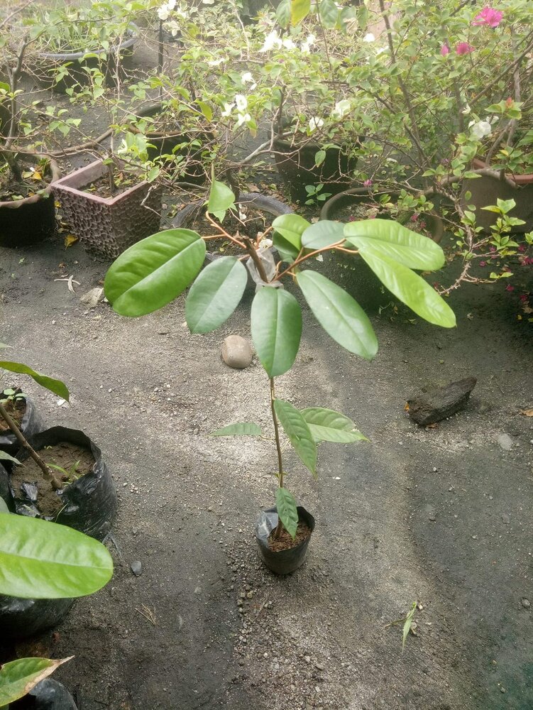 Rote Durian (Durio dulcis)
