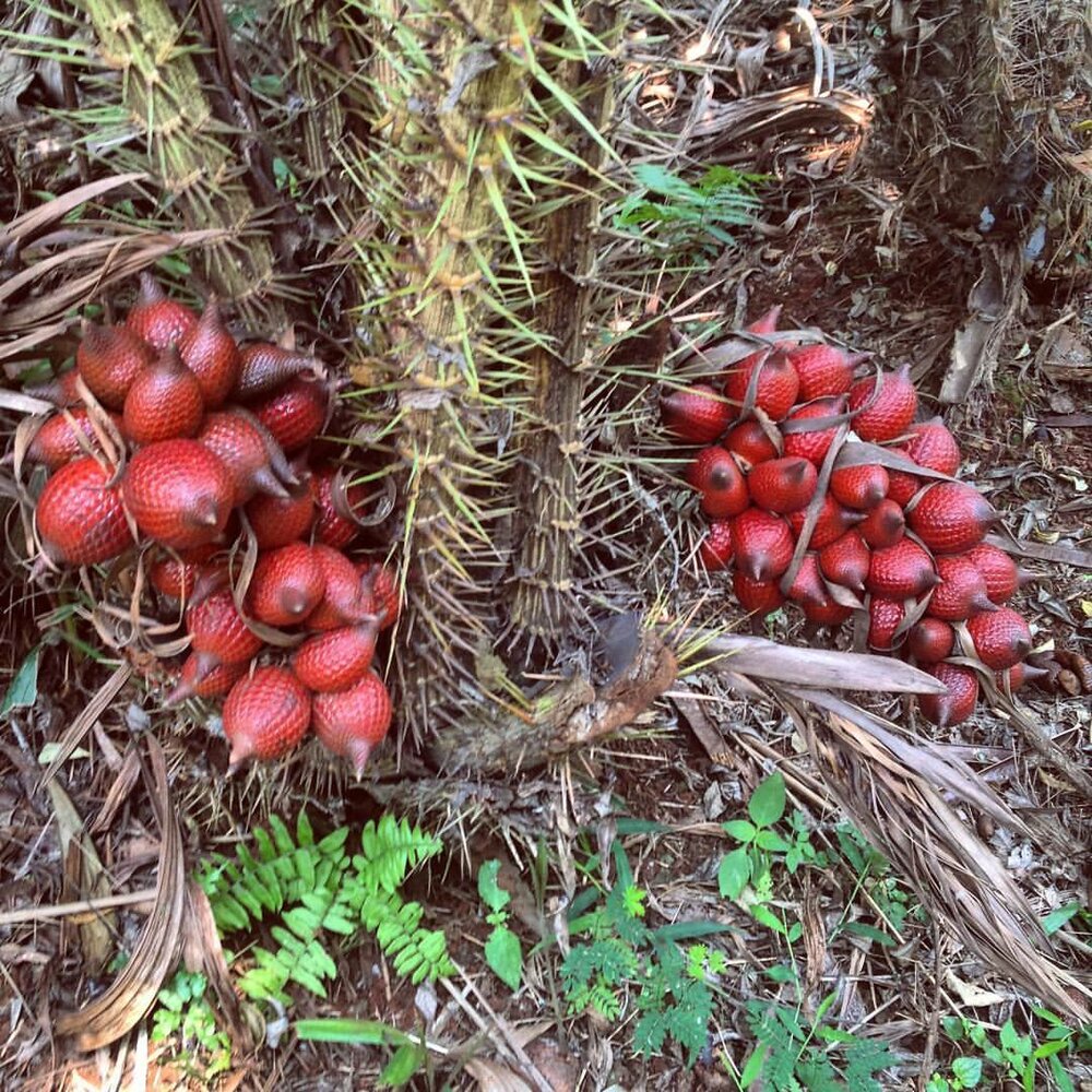 Rote Schlangenfrucht (Salacca affinis)