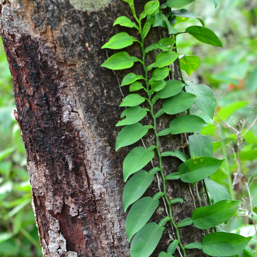 Kletternde Aronstabpflanze (Pothos scandens)