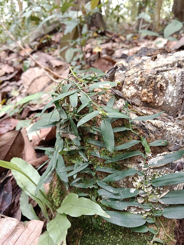 Kletternde Aronstabpflanze (Pothos scandens)