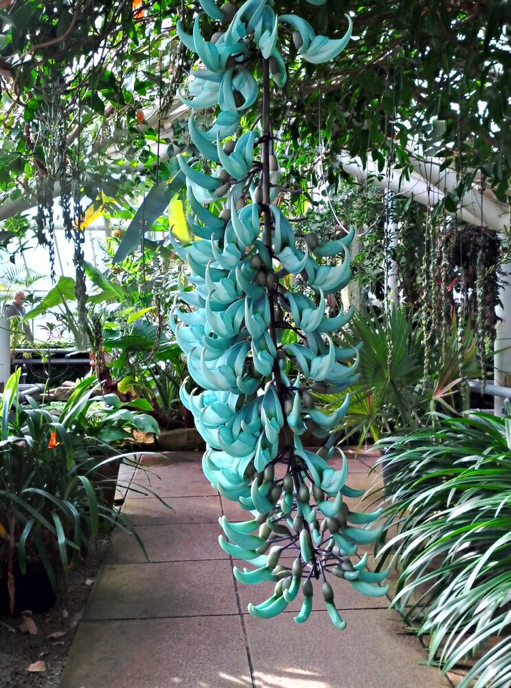 Jade-Blume (Strongylodon macrobotrys)