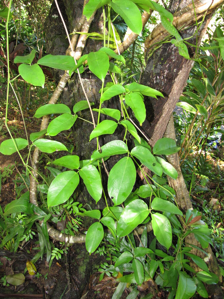 Jade-Blume (Strongylodon macrobotrys)