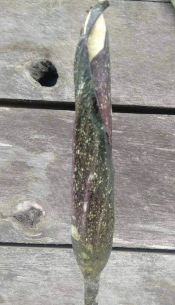 Aronstab (Amorphophallus discophorus)