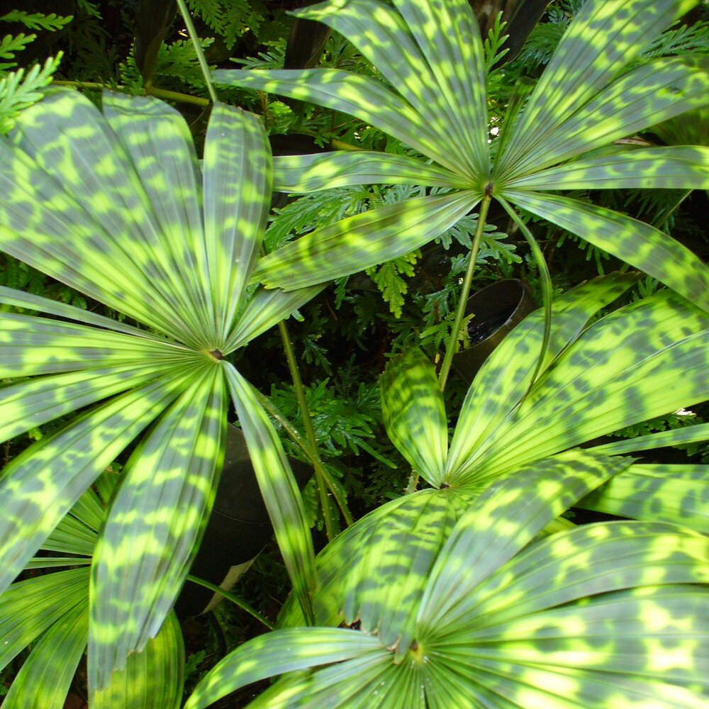 F&auml;cherpalme (Licuala mattanensis var. paucisecta)
