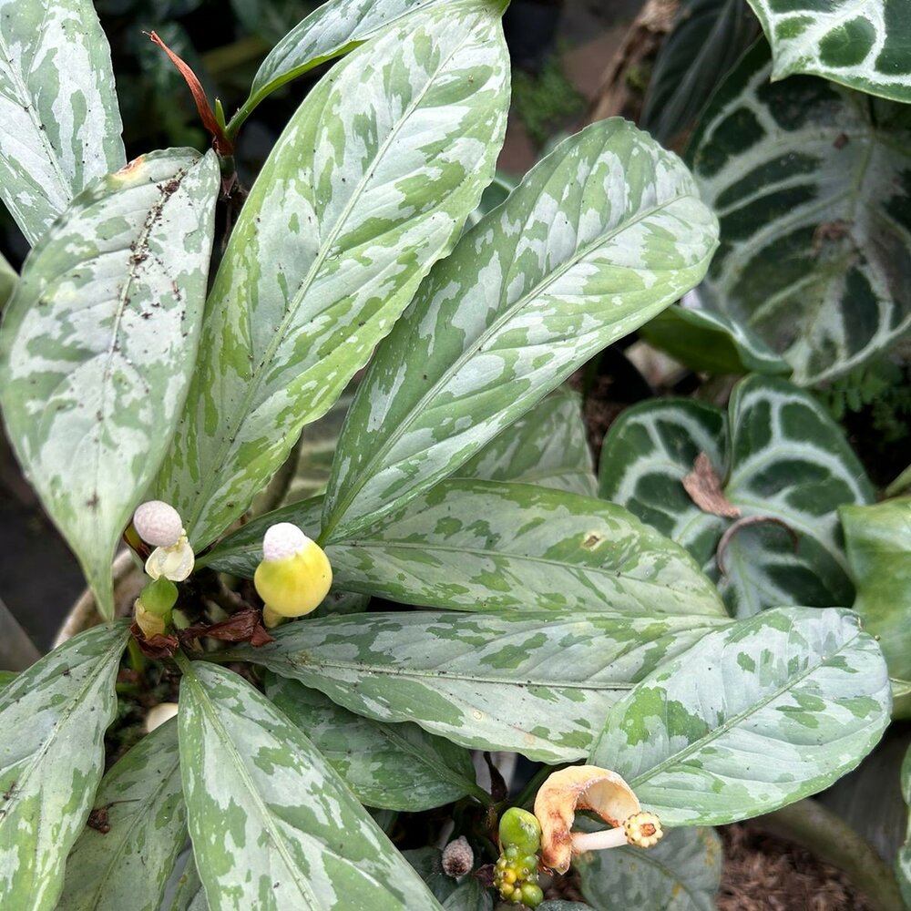 Tarnpflanze (Aglaonema nebulosum)