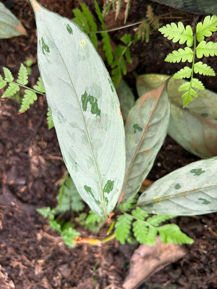 Tarnpflanze (Aglaonema nebulosum)
