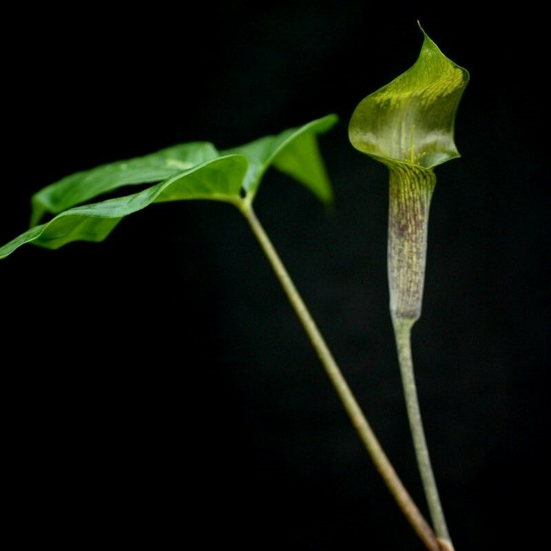 Tropische Kobralilie (Arisaema barbatum)